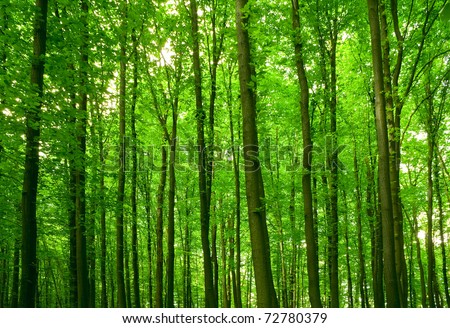 nature. pathway in the forest with sunlight