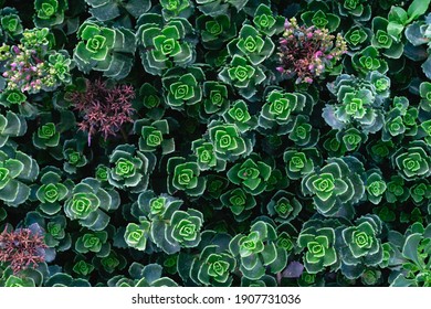 nature pattern background  with green succulent
