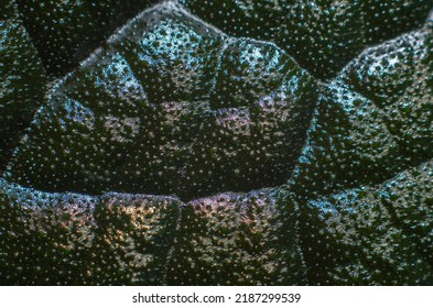 Nature pattern background  Nature texture pattern  Leaf texture pattern wallpaper  Leaves macro image  Leaf closeup image  Nature wallpaper 