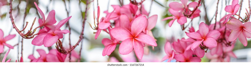Nature pattern of blossoming color exotic rose pink Frangipani flower on soft green color in blur style for cards. Spring landscape of Pink Plumeria flower. Panorama of Bright colorful spring flowers