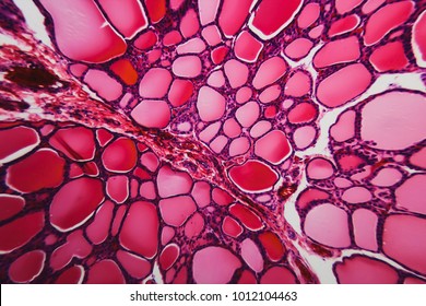 Nature pattern. Cell thyroid gland dog- large size file