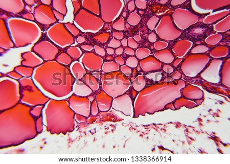 Nature pattern. Cell thyroid gland dog- large size file
