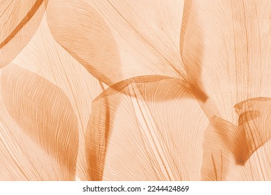 Nature pattern of dry petals, transparent leaves with natural texture as natural background or wallpaper for screen. Macro texture, skeleton flower petal. Monochrome color aesthetic beauty of nature