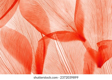 Nature pattern of dry petals, transparent leaves with natural texture as natural background or wallpaper. Macro texture, skeleton flower petal. Monochrome red color aesthetic beauty of nature - Powered by Shutterstock