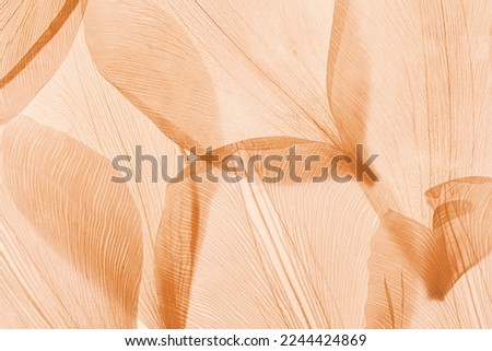 Nature pattern of dry petals, transparent leaves with natural texture as natural background or wallpaper for screen. Macro texture, skeleton flower petal. Monochrome color aesthetic beauty of nature