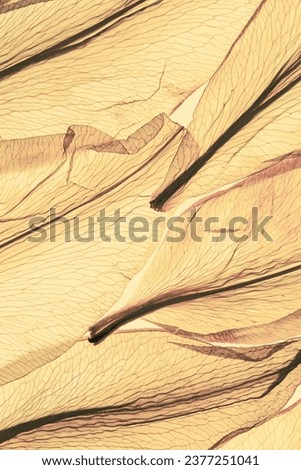 Nature pattern of withering petals, transparent leaves with natural texture as natural background or wallpaper. Macro texture, skeleton flower old petal. Pale yellow color aesthetic beauty of nature