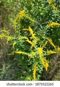 Nature In Pennsylvanian, In July