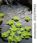 nature photography of aquatic plant growth in manmade pond at garden