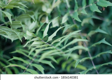 Nature Photography In Royal Botanic Gardens Victoria 