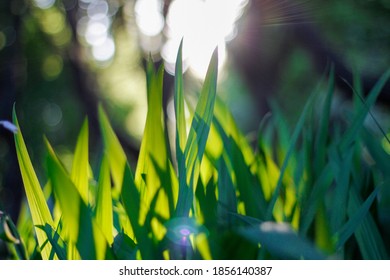 Nature Photography In Royal Botanic Gardens Victoria 