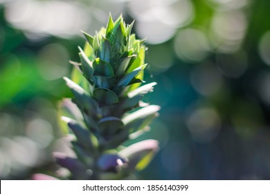 Nature Photography In Royal Botanic Gardens Victoria 