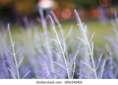 Nature Photography In Royal Botanic Gardens Victoria 