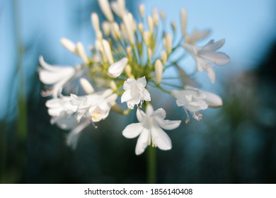 Nature Photography In Royal Botanic Gardens Victoria 