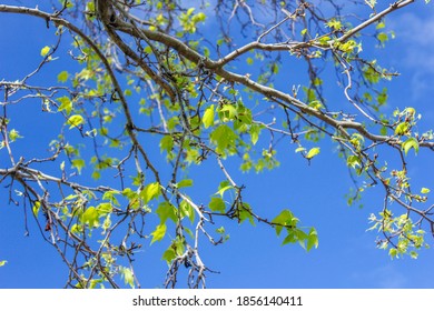 Nature Photography In Royal Botanic Gardens Victoria 