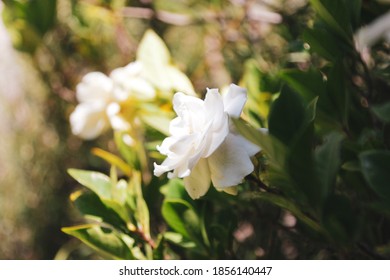 Nature Photography In Royal Botanic Gardens Victoria 