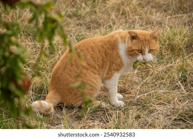 Nature photography, soft lighting. It's a close-up of an orange tabby cat intensely gazing while holding a green lizard in its mouth, showcasing its focused expression and natural hunting instincts. - Powered by Shutterstock