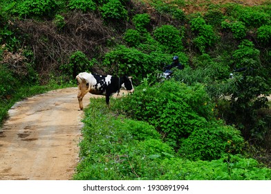 Nature Photos With Flowers.upcountry Sri Anka