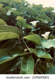 Nature Pics Of Cactus Pebbles And Leaves