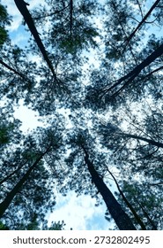 Nature Pine Forest Canopy. Stunning low-angle shot of evergreen trees against a bright sky. High-quality aesthetic for wall art, minimalist decor, or eco-branding. Perfect nature background for creative projects. 
#PineForest #NaturePhotography #ForestCanopy #WallArt #EcoFriendly #TreeSilhouette #StockPhoto #NatureVibes #InteriorDesign #DigitalArt