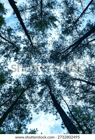 Nature Pine Forest Canopy. Stunning low-angle shot of evergreen trees against a bright sky. High-quality aesthetic for wall art, minimalist decor, or eco-branding. Perfect nature background for creative projects. 
#PineForest #NaturePhotography #ForestCanopy #WallArt #EcoFriendly #TreeSilhouette #StockPhoto #NatureVibes #InteriorDesign #DigitalArt