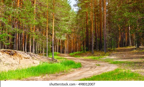 Nature Pine Forest With Sandy Road At Summer. Scandinavian Forest In Evening Light. Nordic Tree Forest Background. Travel Concept.