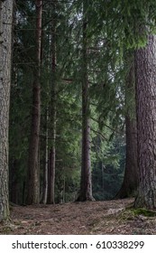 Nature Pine Forest With Trail Road In Winter. Scandinavian Forest In Evening Light. Nordic Tree Forest Background. Travel Concept.