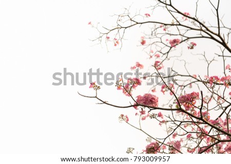 Similar – Carnation Flowers Frame Background