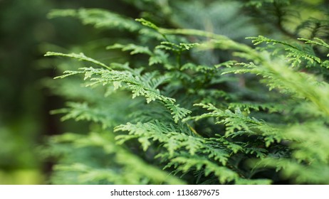 Nature, plants, grass, background