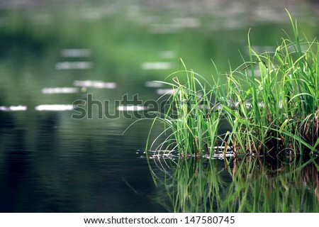 nature purity grass on the river bank