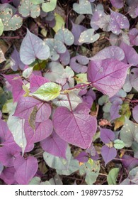 Nature Purple Leaf With Worm Hole