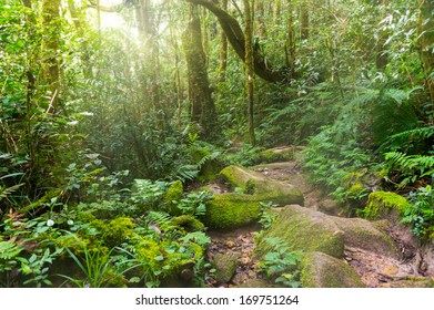 Kinabalu Park Hd Stock Images Shutterstock