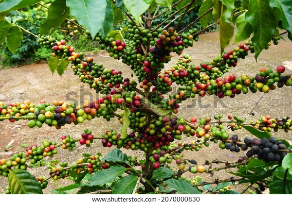 Nature Raw Arabica coffee seed on Coffee arabica tree is\
a species of flowering plant in the coffee and madder family\
Rubiaceae - local agriculture in northern pha hee village chiangrai\
thailand 
