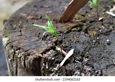 Nature Rebirth Green Plant Dead Tree