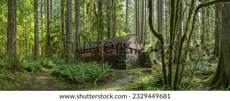 Nature Reclaimed: Abandoned House in a Serene Forest Setting at Silver Falls State Park, Oregon, Showcased in Stunning 4K Resolution