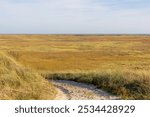 Nature reserve area on the seashore, Overview of the dunes with marram beach grass, Landscape view of sand dike on the Dutch Wadden sea Terschelling, An island in the northern, Friesland, Netherlands.