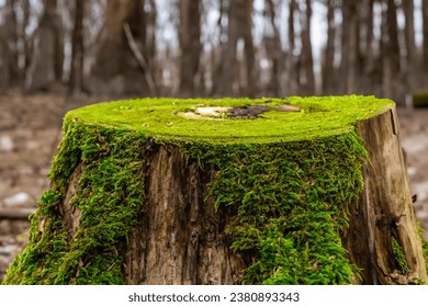 nature resilience moss-adorned tree stump in the enchanted forest	 - Powered by Shutterstock