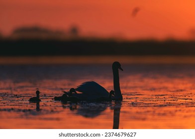 Nature in romania, danube birds swimming in a peaceful natural habitat wildlife Delta landscape