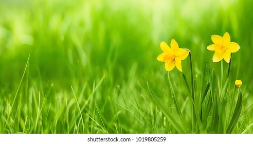 Nature Rustic spring background with Yellow flowers daffodils growing in the garden. Beautiful Wide Screen Wallpaper or Web Banner With Copy Space for design