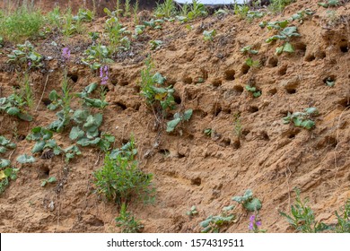 Nature, Sand Mountain, Nesting Swift Apodidae. Bird Nests In Holes On The Banks Of A River Or Lake