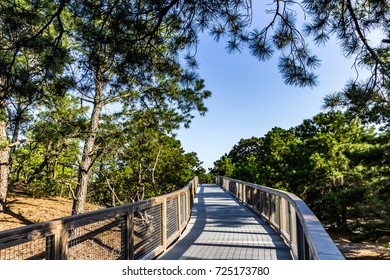 Nature Scene At Cape Henlopen State Park