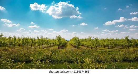 nature scene with cherry tree and aronia plants in foreground. plantation of cherry trees in springtime. fruit orchard in the spring. field fruits rows growing on a sunny day in may after the blossom  - Shutterstock ID 2154374553
