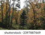 Nature scene in the fall with beautiful colours with a evergreen tree and other trees in rural Manitoba, Canada 