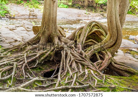 Nature scene featuring forest trees close up showing detail on convoluted root system and bark
