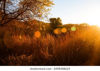 A nature scene in a field at golden hour dusk trees sun spots light flares - Powered by Shutterstock