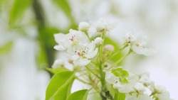 Nature Scene With Flowering White Pear Flower. Trees Swaying In The Wind, Fruit Orchards Blooming. Close Up.