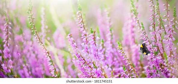 482 Collect heather Images, Stock Photos & Vectors | Shutterstock