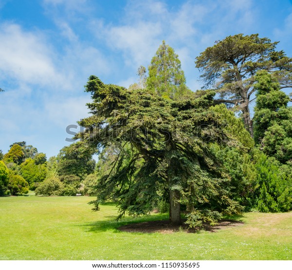 Nature Scene San Francisco Botanical Garden Stock Photo Edit Now