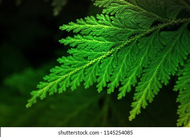 Nature Scene Of Single Tropical Leaf Of Trichomanes Speciosum , Commonly Known As Killarney Fern With Blurred Background