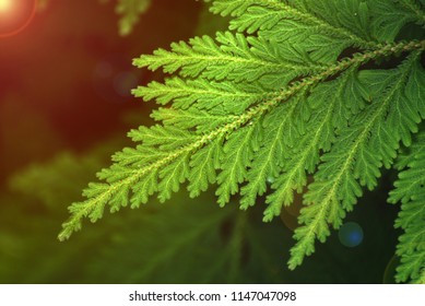 Nature Scene Of Single Tropical Leaf Of Trichomanes Speciosum , Commonly Known As Killarney Fern With Blurred Background