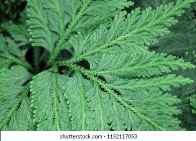 Nature Scene Of Single Tropical Leaf Of Trichomanes Speciosum , Commonly Known As Killarney Fern With Blurred Background